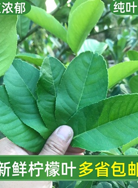 新鲜柠檬叶青柠叶西餐厅香料料理烹饪冷饮奶茶店调料冬阴功汤原料
