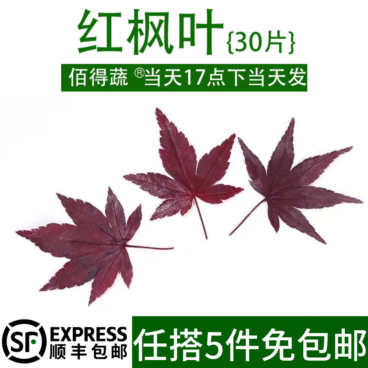 新鲜真空红枫叶枫树叶非绿枫叶