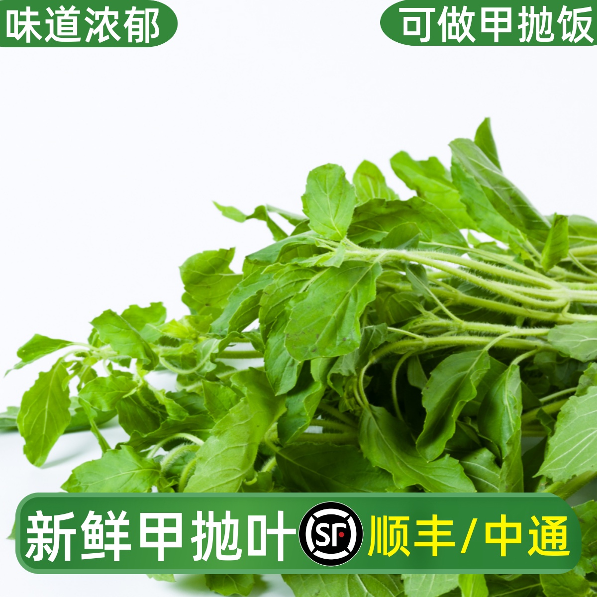 新鲜甲抛叶打抛叶塔抛葉泰国食材