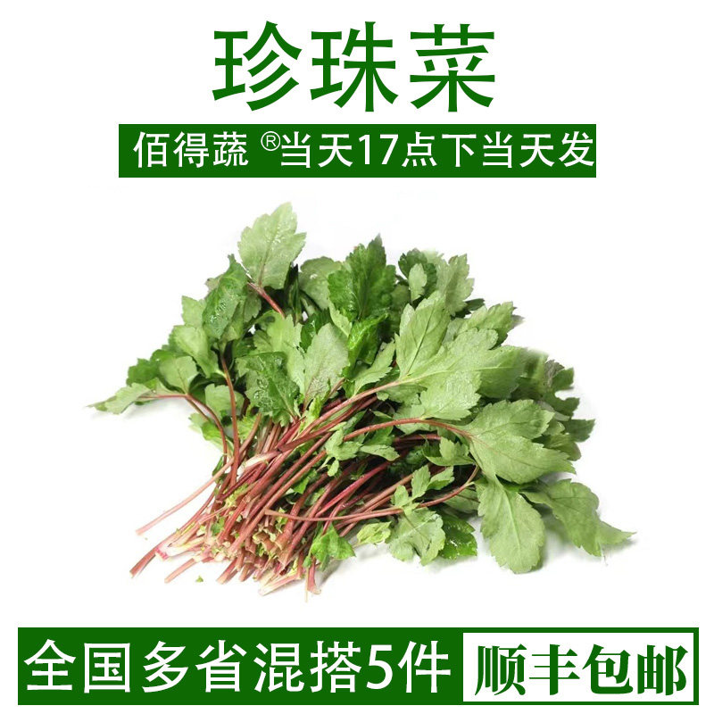 珍珠菜新鲜食用红根菜野菜狼尾花扯根农庄酒楼特色菜煲汤食材500g