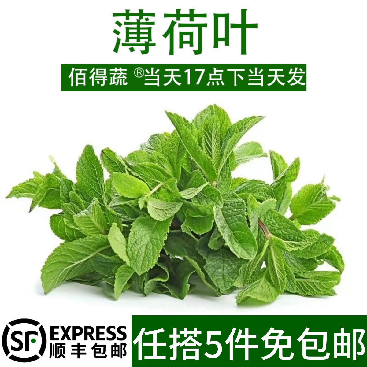 新鲜薄荷叶食用泡水装饰烘焙调酒