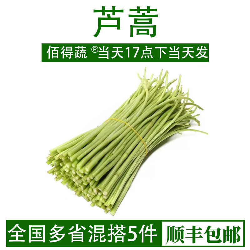 新鲜芦蒿蔬菜农家自种去叶蓠蒿水蒿泥蒿藜蒿西餐沙拉顺丰包邮500g