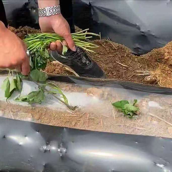 고구마 모종 파종기 고구마 모종 파종기 야채 파종기 포크 평재배 도구 양파 모종 파종기