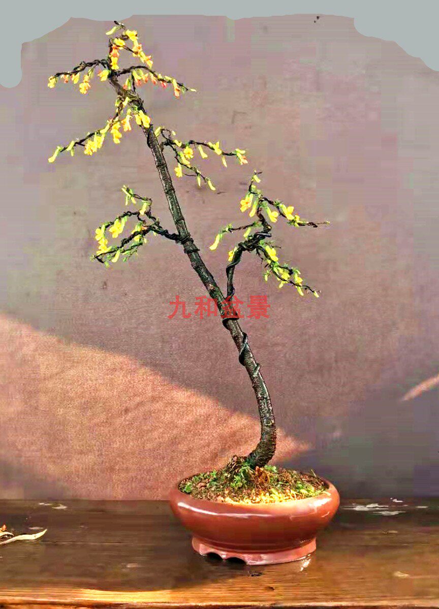 金雀盆景锦鸡儿提根文人盆栽南雀盆栽素材造型花卉南雀盆景花卉