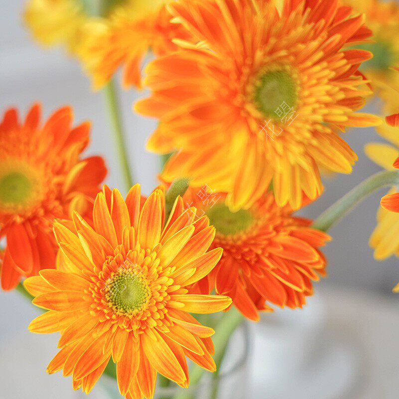 花曌 扶郎花弗朗花鲜花水养家用鲜花插花橙色喜庆鲜花春节年宵花
