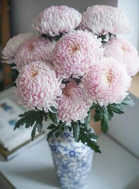 牡丹菊鲜花牡丹菊青花瓷牡丹菊花瓶插花浅粉色鲜花真花餐桌面插花