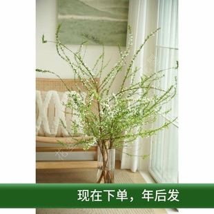 雪柳鲜枝雪柳花雪柳鲜花水养真花餐桌桌面花瓶插花新年春节年宵花