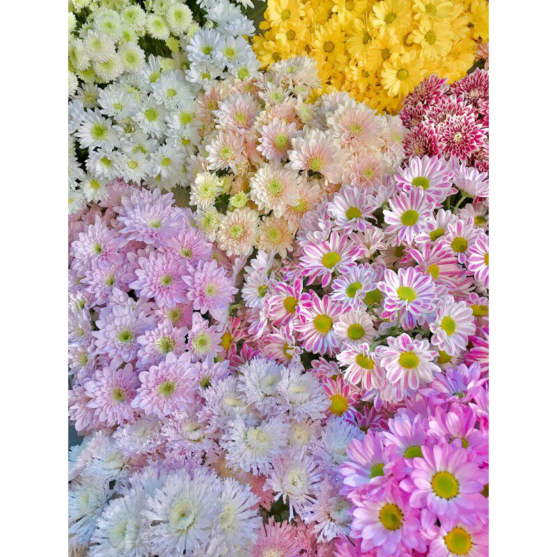 花曌 各色小雏菊鲜花水养真花全品种类小雏菊花餐桌家居瓶插花