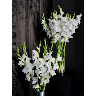 白色剑兰鲜花上海鲜花家用插花唐菖蒲花材鲜切花瓶插花餐桌面鲜花