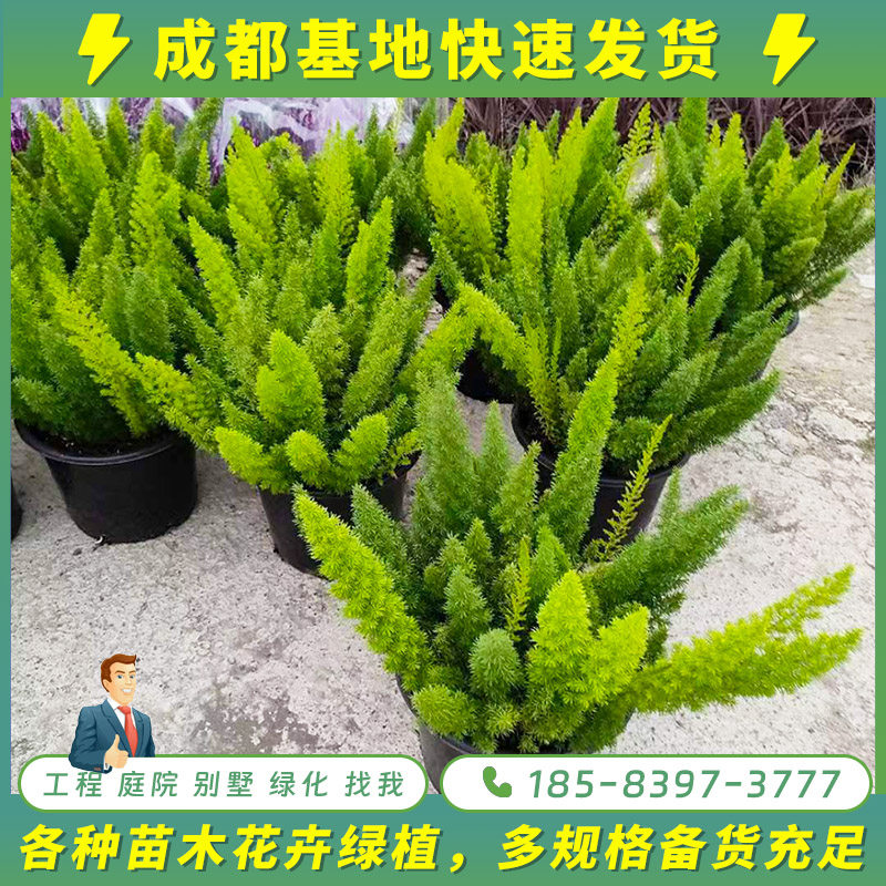 四季常绿好养地被植物 耐寒狐尾天门冬盆栽 冬天室外花园绿叶过冬