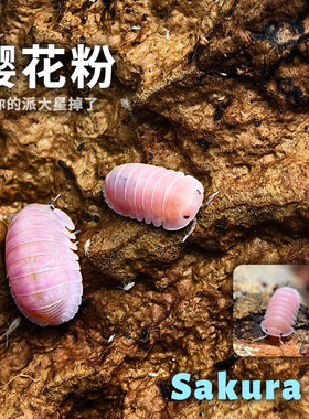 粉镭射鼠妇活体包开食无毒