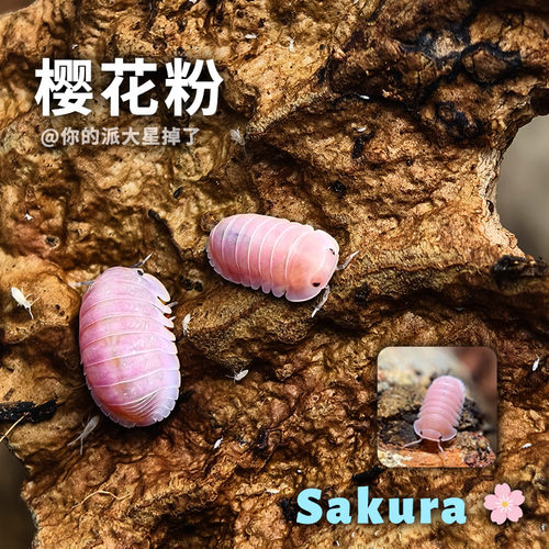粉镭射鼠妇活体包开食无毒