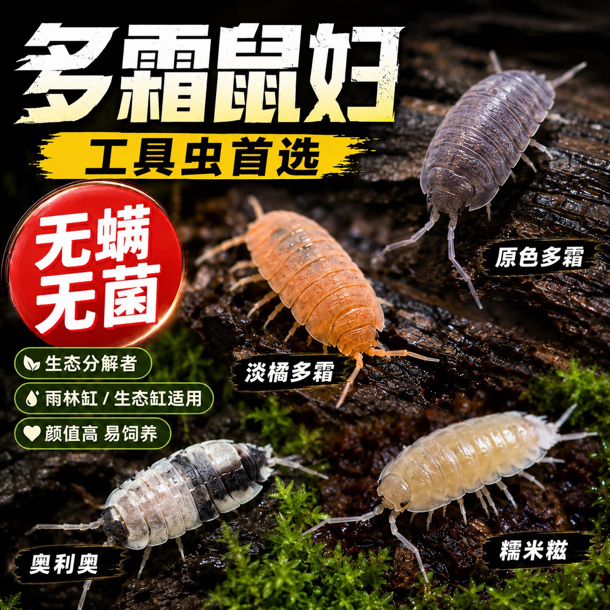 多霜腊鼠妇工具虫活体爬宠生态雨林缸分解者清道夫除菌除残渣