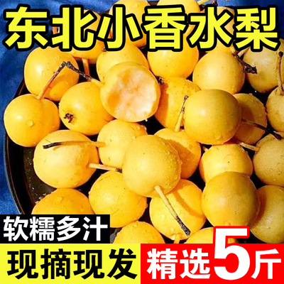 东北特产小香水梨新鲜应季水果软糯多汁正宗非南果梨5斤整箱包邮