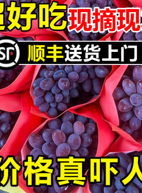【顺丰包邮】现摘茉莉香葡萄新鲜