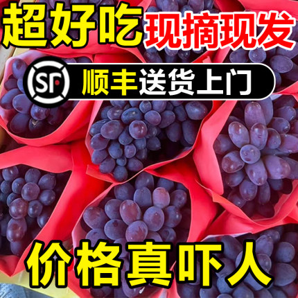 现摘茉莉香葡萄正宗整箱应季新鲜水果孕妇郁金香甜玫瑰香无籽提子