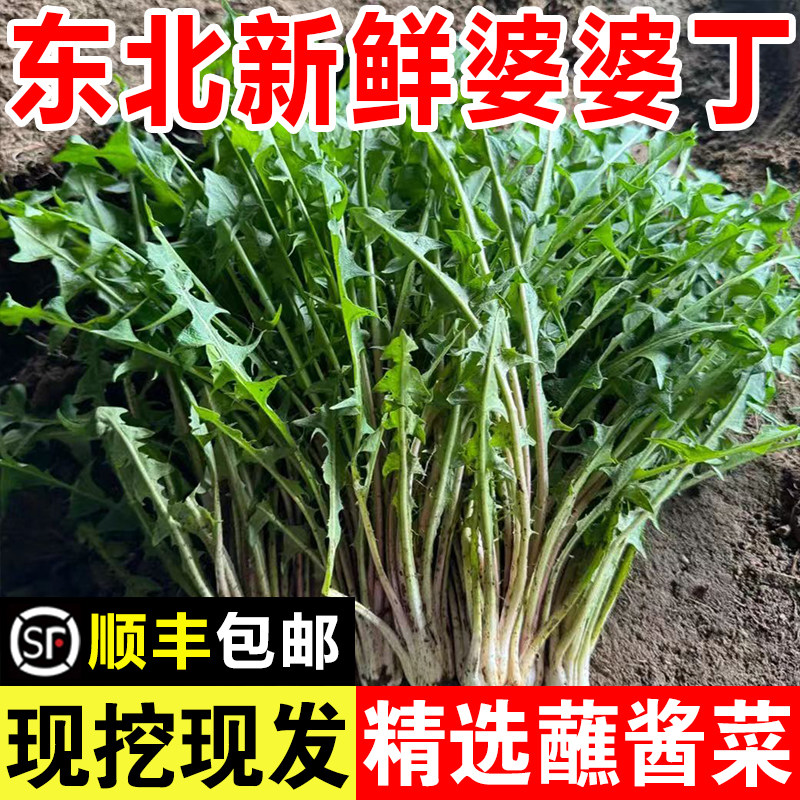 东北新鲜婆婆丁山野菜现挖现发蒲公英苦菜苦麻子精选蘸酱菜叶菜类