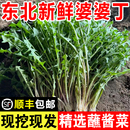 东北新鲜婆婆丁山野菜现挖现发蒲公英苦菜苦麻子精选蘸酱菜叶菜类