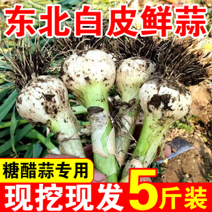 东北新鲜白皮青蒜湿蒜可腌制糖醋蒜咸菜酱油蒜刚出蒜瓣不大马牙蒜
