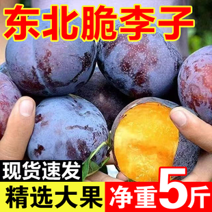 东北黑布林李子脱骨李脆皮李子孕妇水果酸脆大李子酸安格诺李子