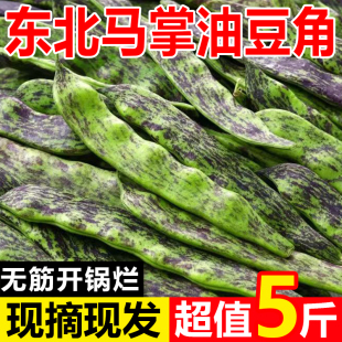 东北马掌油豆角新鲜蔬菜农家自种现摘现发老品种宽面花道开锅烂