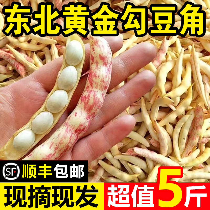 东北黄金勾豆角正宗黄金钩红金钩油豆角鼓豆新鲜蔬菜5斤顺丰包邮图片