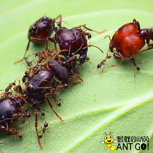 Pheidologeton Diversus Blind Leaf Ant World World Workshop Science Science