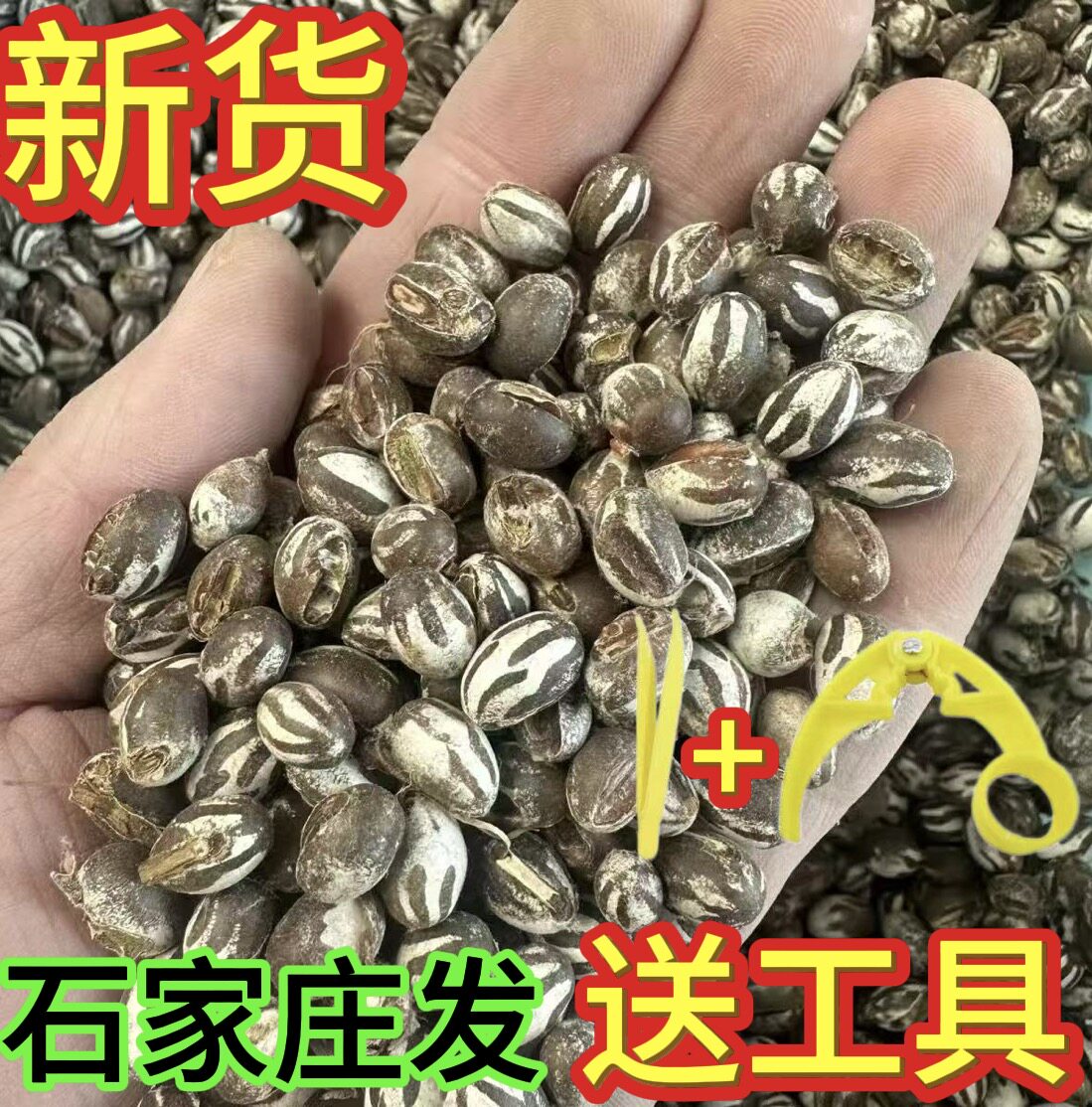 杨拉罐洋辣子高蛋白钓鱼杨喇杨喇罐鱼饵蜜袋鼯仓鼠零食坦克虫包邮