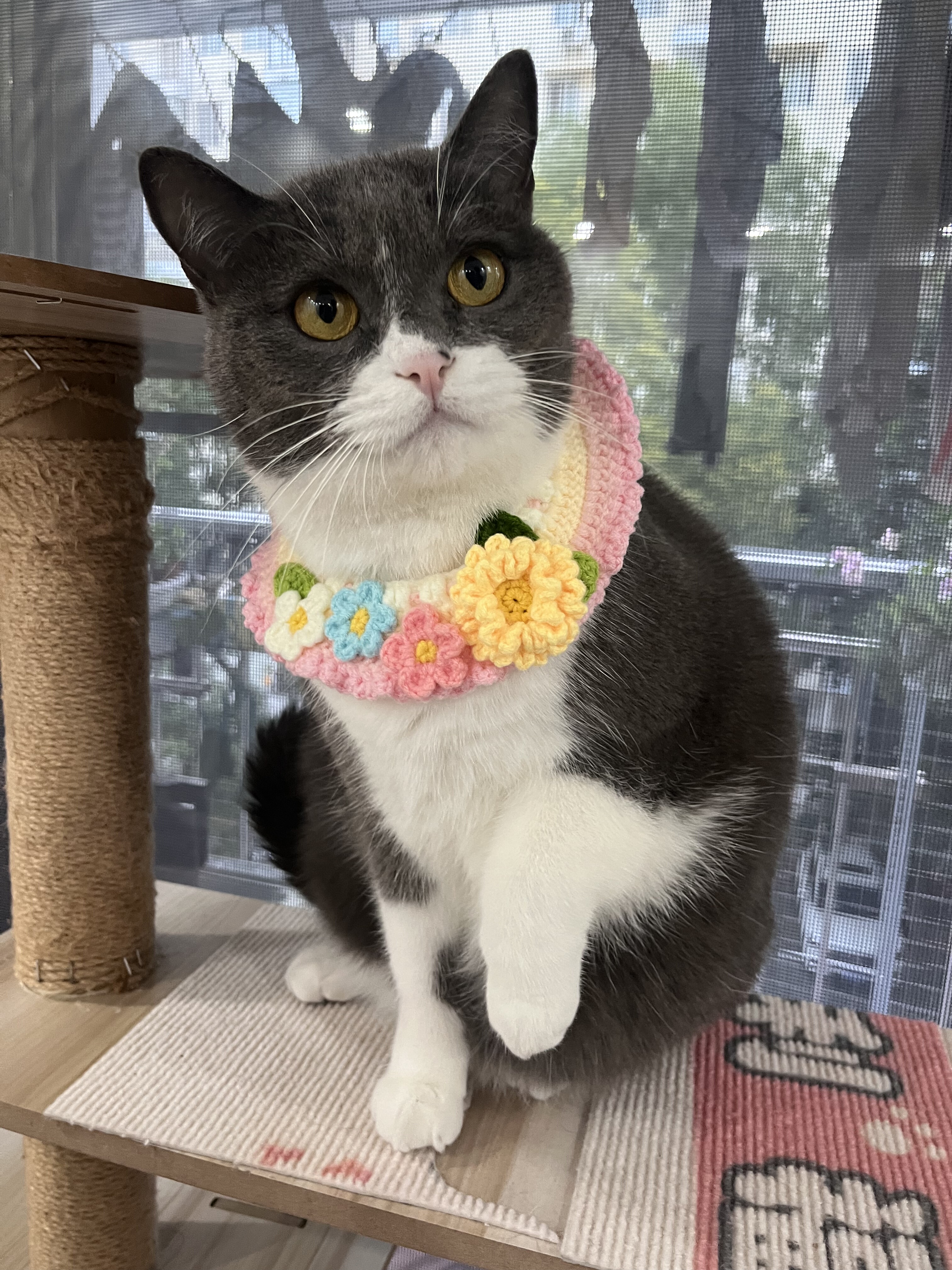 手工钩织精致小花猫咪围兜口水巾狗狗围脖可爱猫口水兜甜宠物装饰