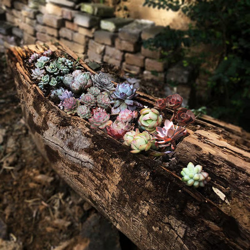 民宿庭院阳台原生态创意木头花盆