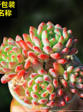 多肉植物组合盆栽绿植花卉办公桌青苹果斯嘉丽新手肉肉含盆带土