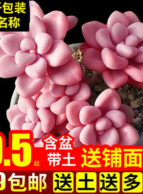 多肉植物室内组合小花卉秋天盆栽艾伦套餐办公桌新款绿植含盆带土