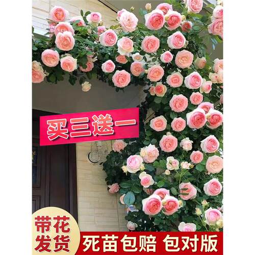 爬藤月季花苗盆栽特大花四季开花小苗带花苞藤本植物爬墙蔷薇花苗