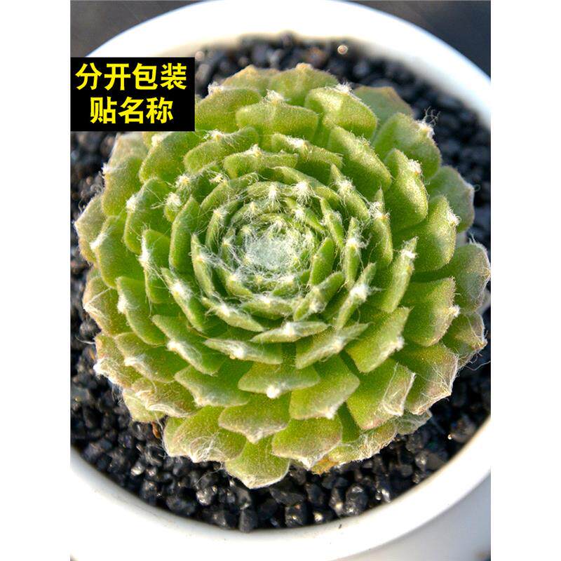 蛛丝卷娟多肉植物组合绿植花卉盆栽大颗好养办公桌面带盆肉肉