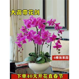 蝴蝶兰花苗盆栽带花剑花苞大苗花卉植物室内绿植四季开花水培植物