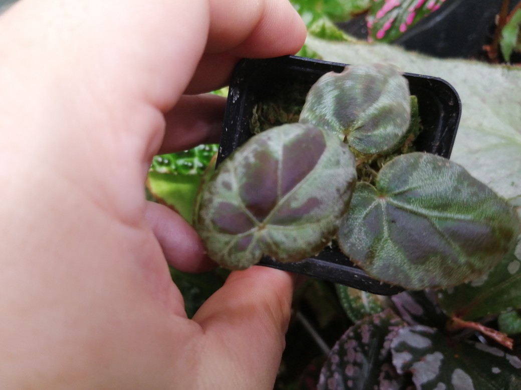 Begonia Burkillii伯基尔秋海棠 博尔基秋海棠小颗