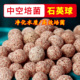 纳米中空石英球培菌球鱼缸滤材过滤材料硝化细菌屋陶瓷环远红外球