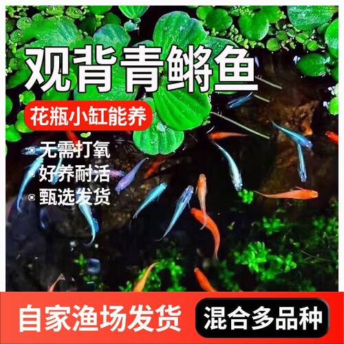 一杯清水就能活青鳉随便养都爆缸