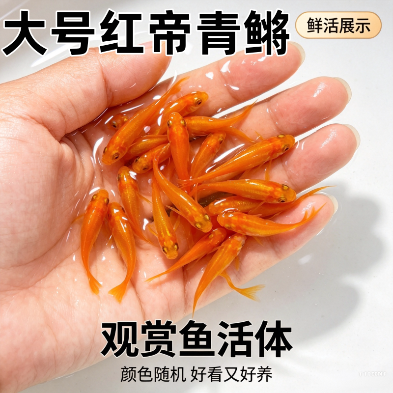 大体红帝观背青鳉鱼免打氧可繁殖