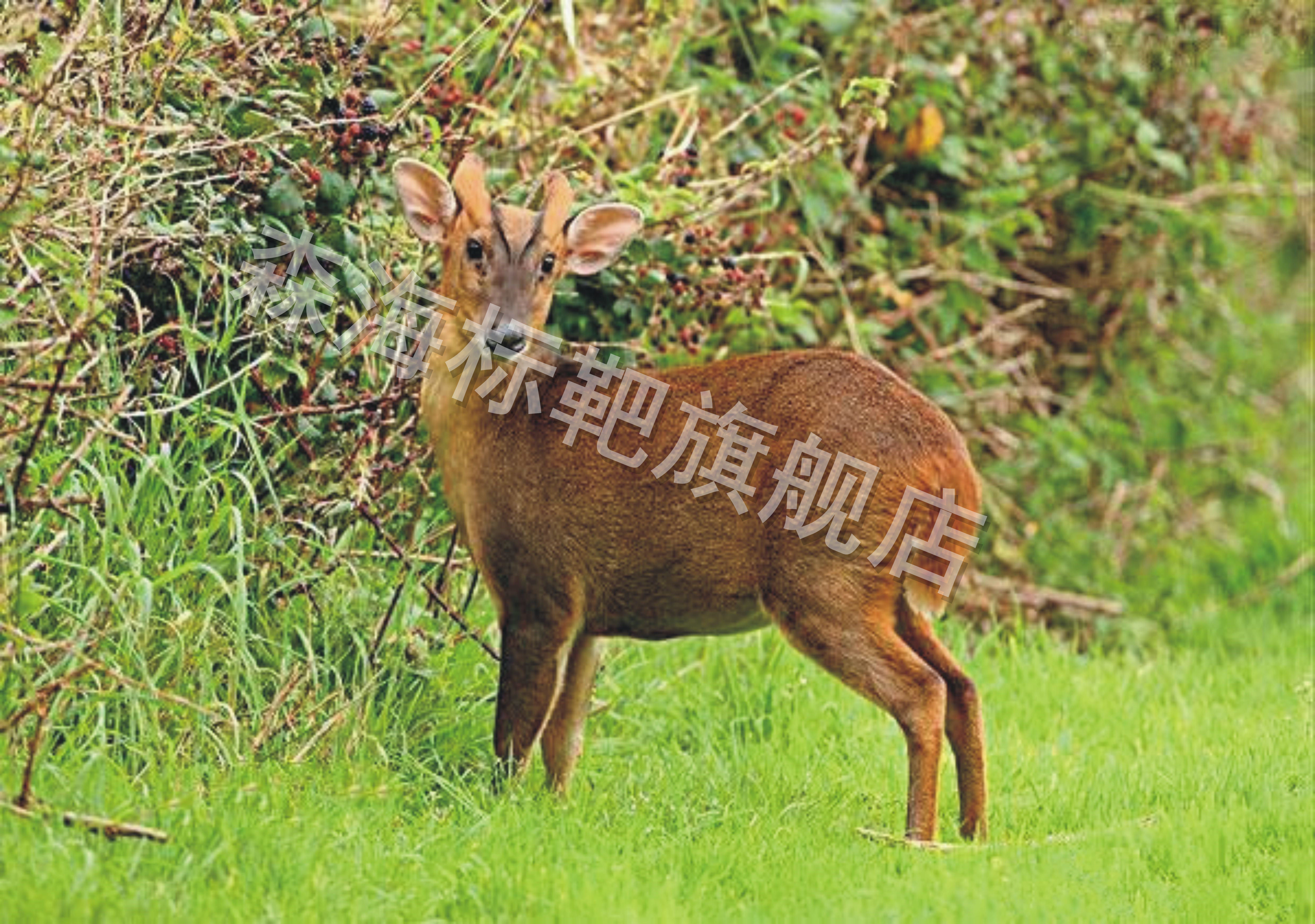 D215弓箭靶纸 动物靶纸 狩猎靶纸 主题靶纸 场景靶纸 公园用靶
