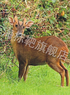 D215弓箭靶纸 动物靶纸 狩猎靶纸 主题靶纸 场景靶纸 公园用靶