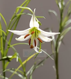 马塘百合盆栽花卉原生绿植植物观花型包邮