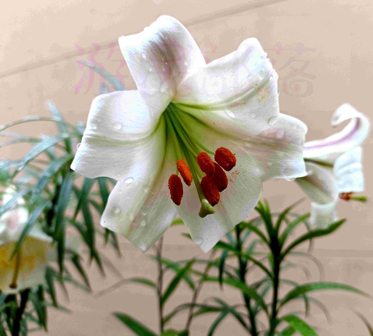 原生幽香布朗百合满3球包邮