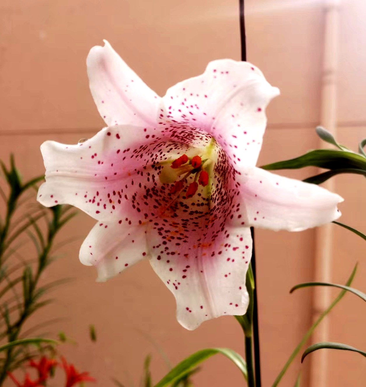 原生粉花滇百合本店满3球包邮