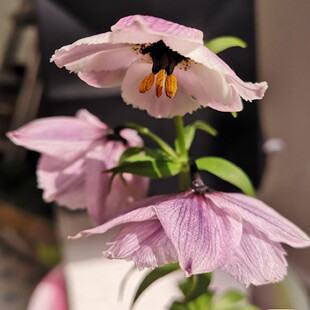 豹子百合满3球包邮