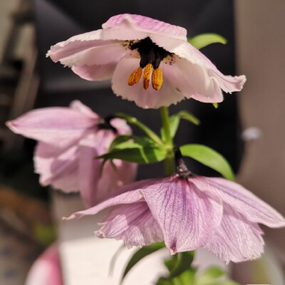 豹子百合满3球包邮