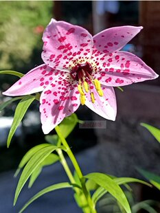 繁殖原生豹子百合满3球包邮现货正当种植时间