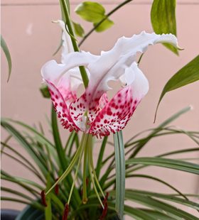 繁殖药百合满3球包邮正当种植季节