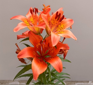 原生毛百合超耐寒百合满3球包邮