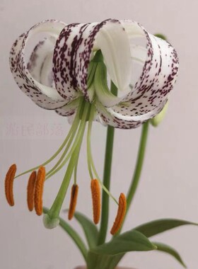 盆栽百合阳台庭院原生春夏百合